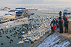 Swans on the frozen Danube in Zemun (Photo (Foto: Josip Šarić)